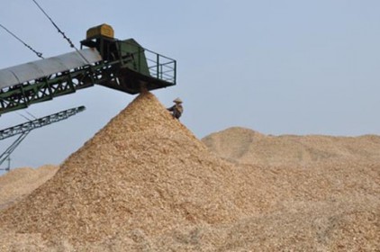Việt Nam – Nước xuất khẩu dăm gỗ lớn nhất thế giới và những tác động tới thị trường bột giấy